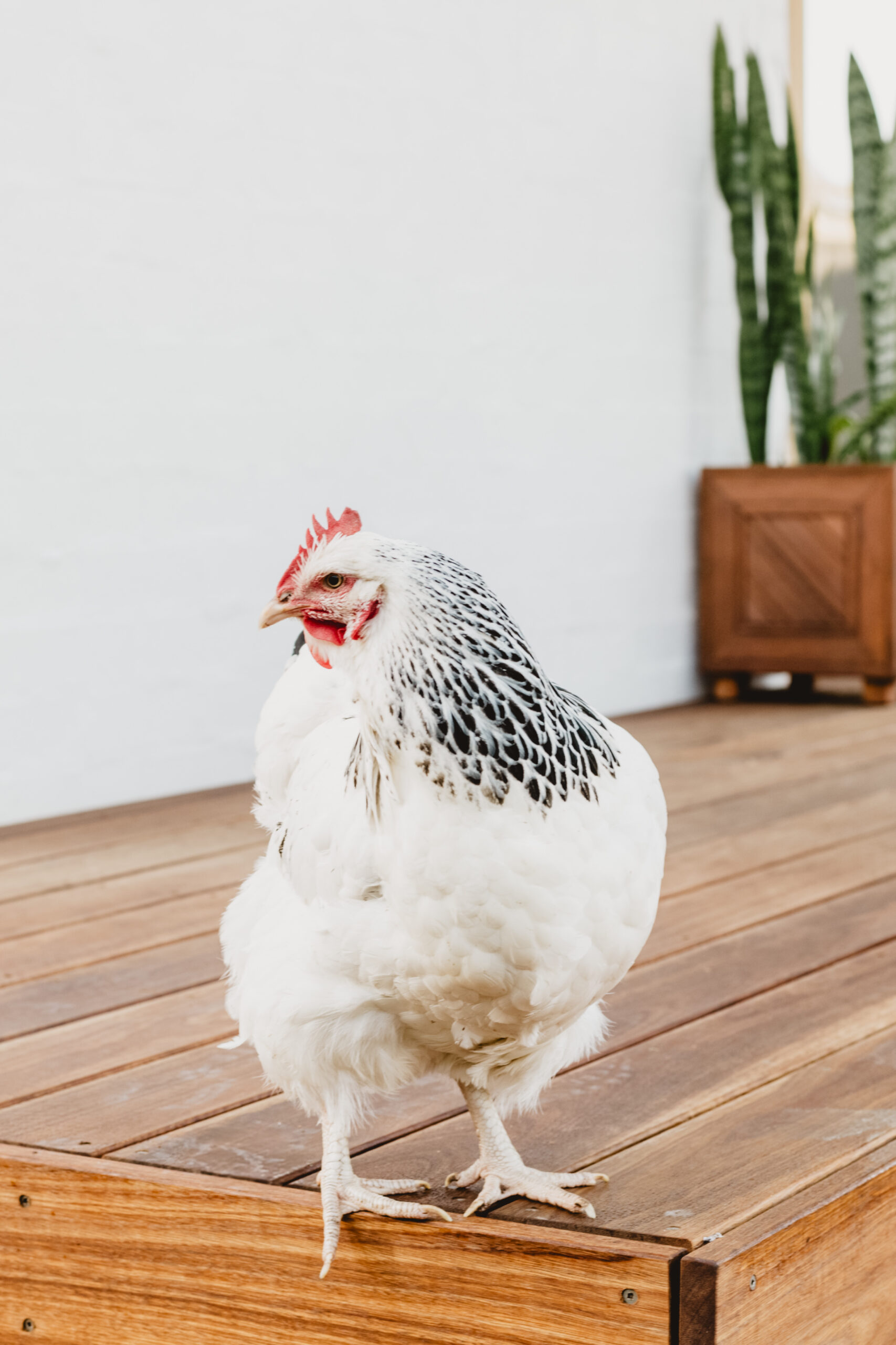 JON LOWE ARCHITECT- CHURCHILL AVE