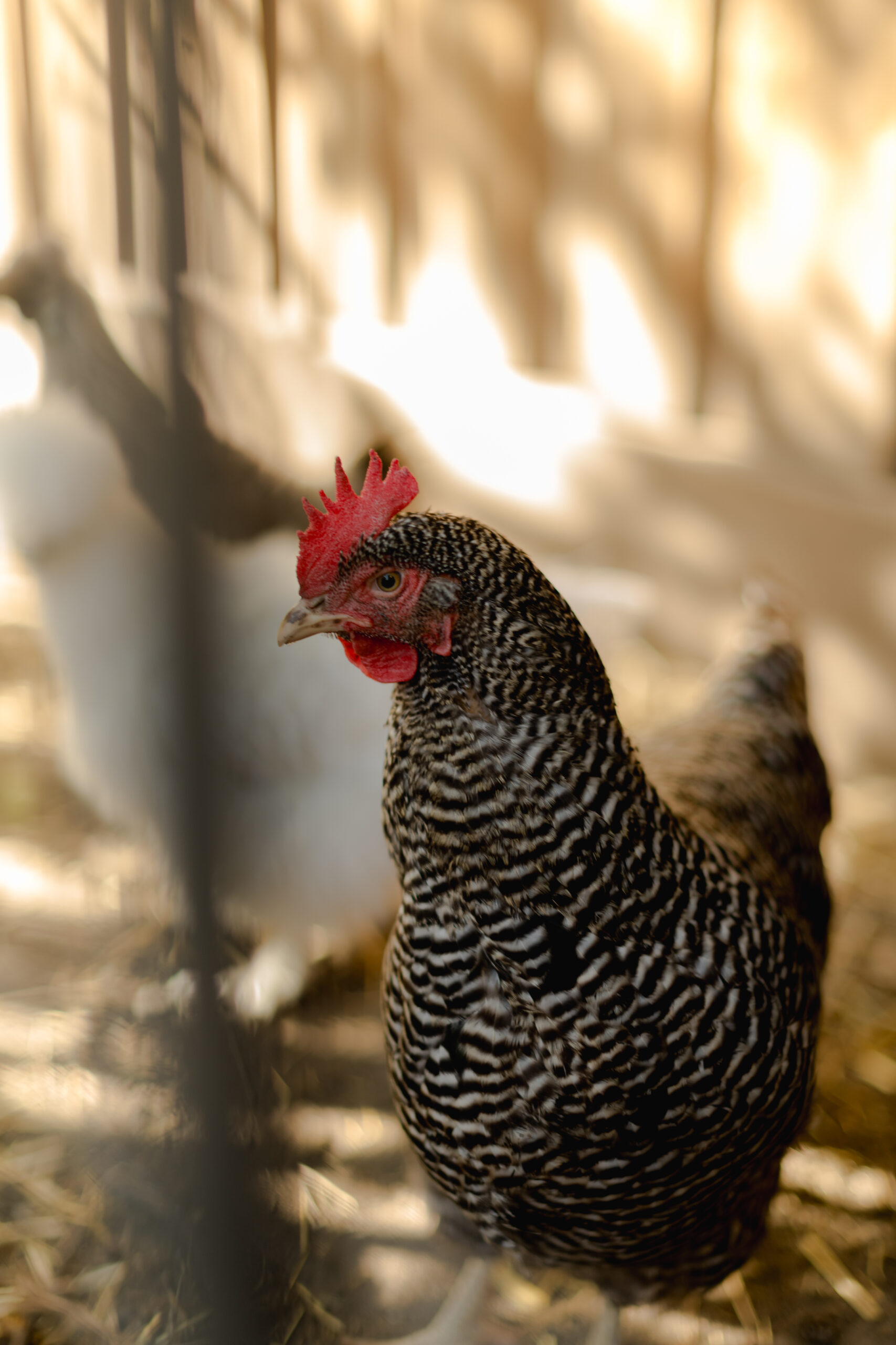 Baker_Drofenik_March24_2-81