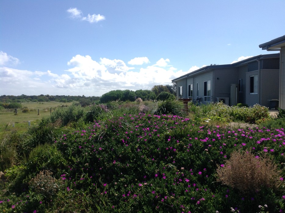 Low-growing-Fire-retardant-locally-indigenous-plants-over-septic-system