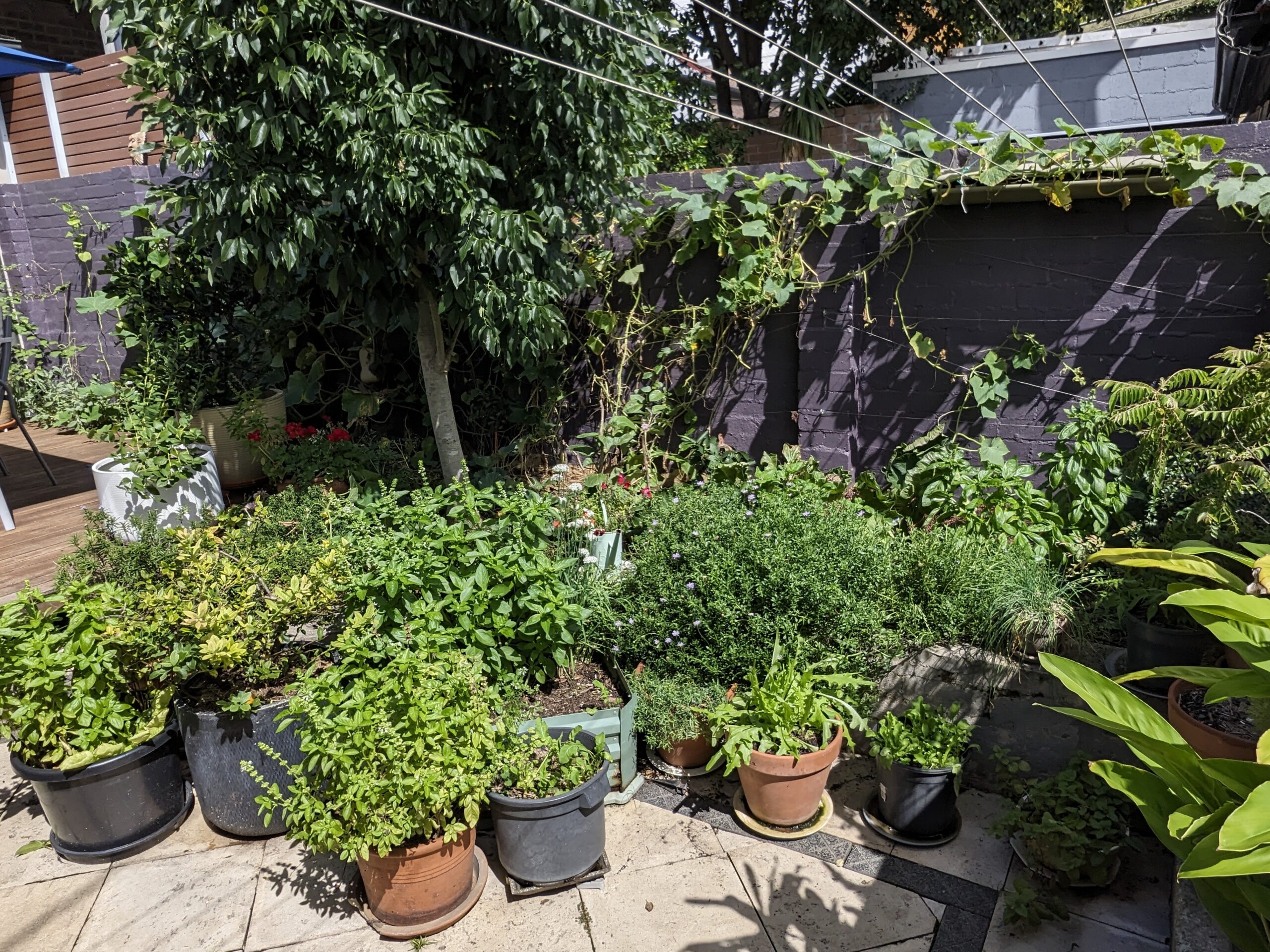 Vegie-and-herb-garden