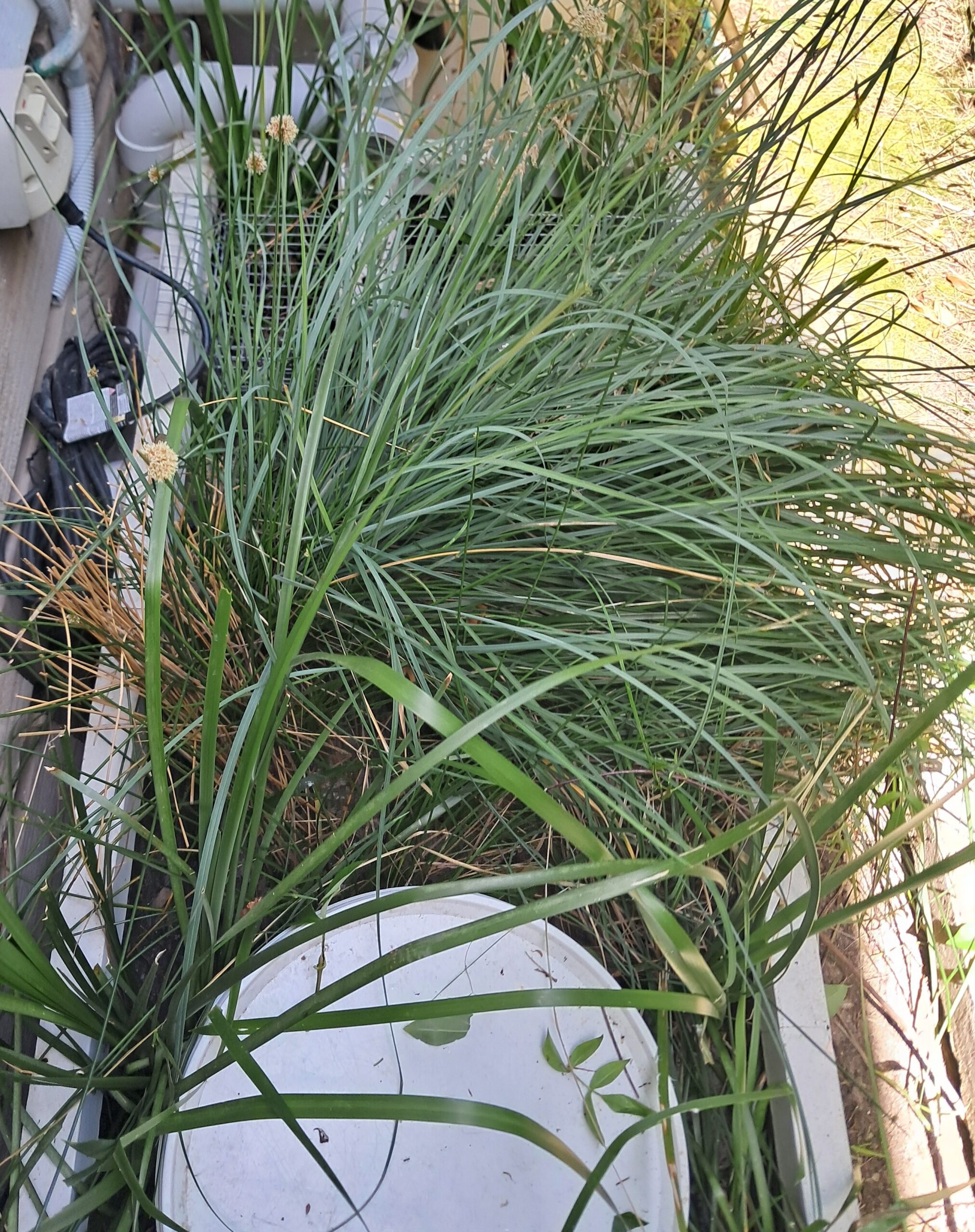 55022695340_c4cc32e55c_o