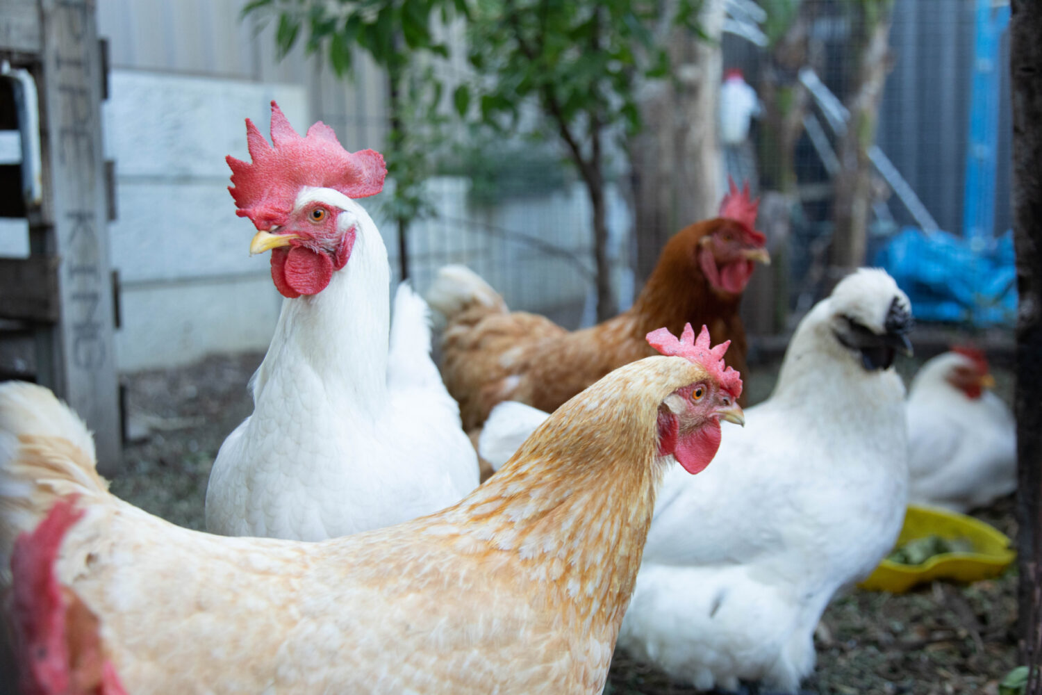 DIXON-Karrinyup-Photography-CoS-67-scaled