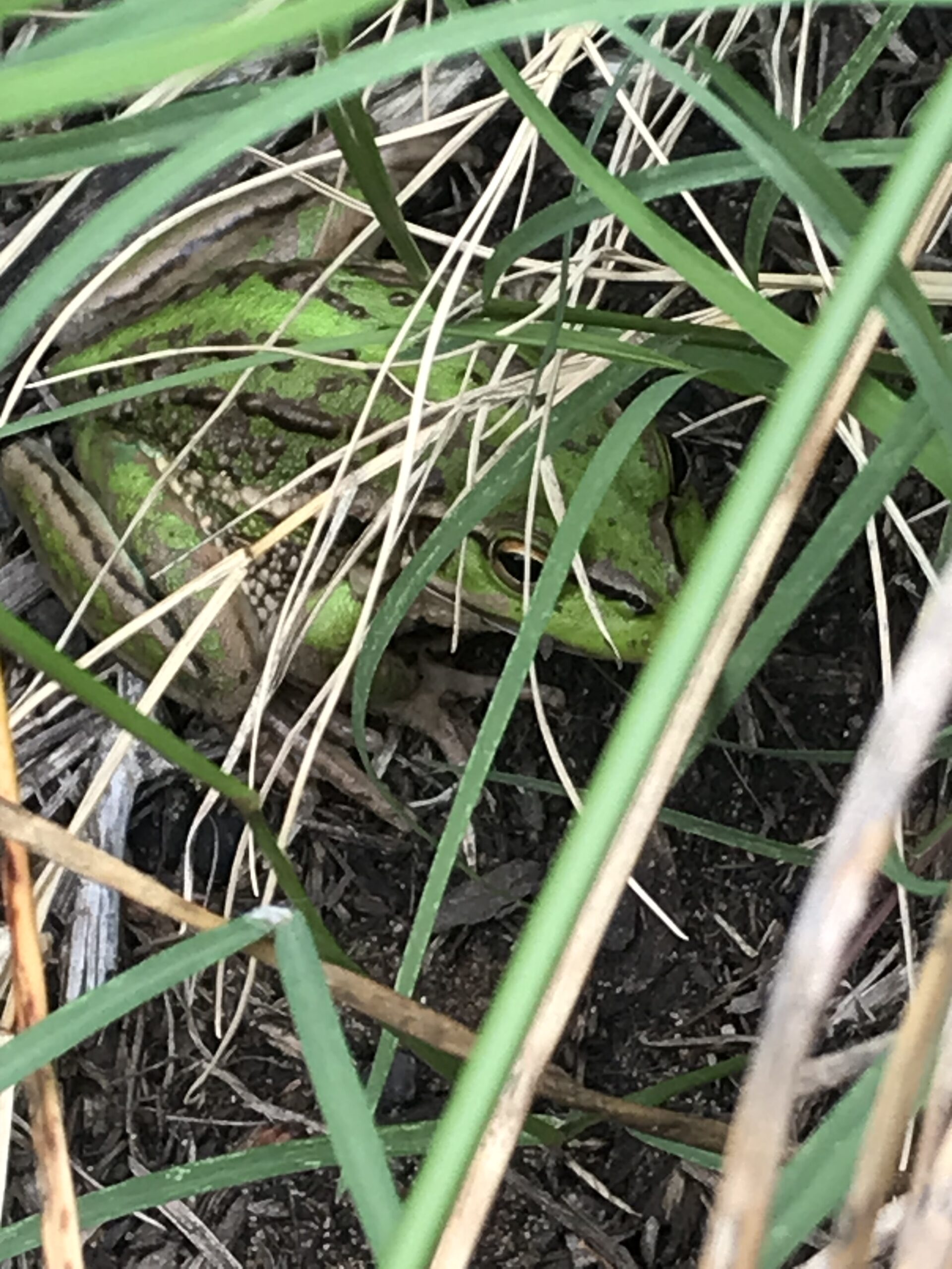 Ground-frog-in-garden-bed