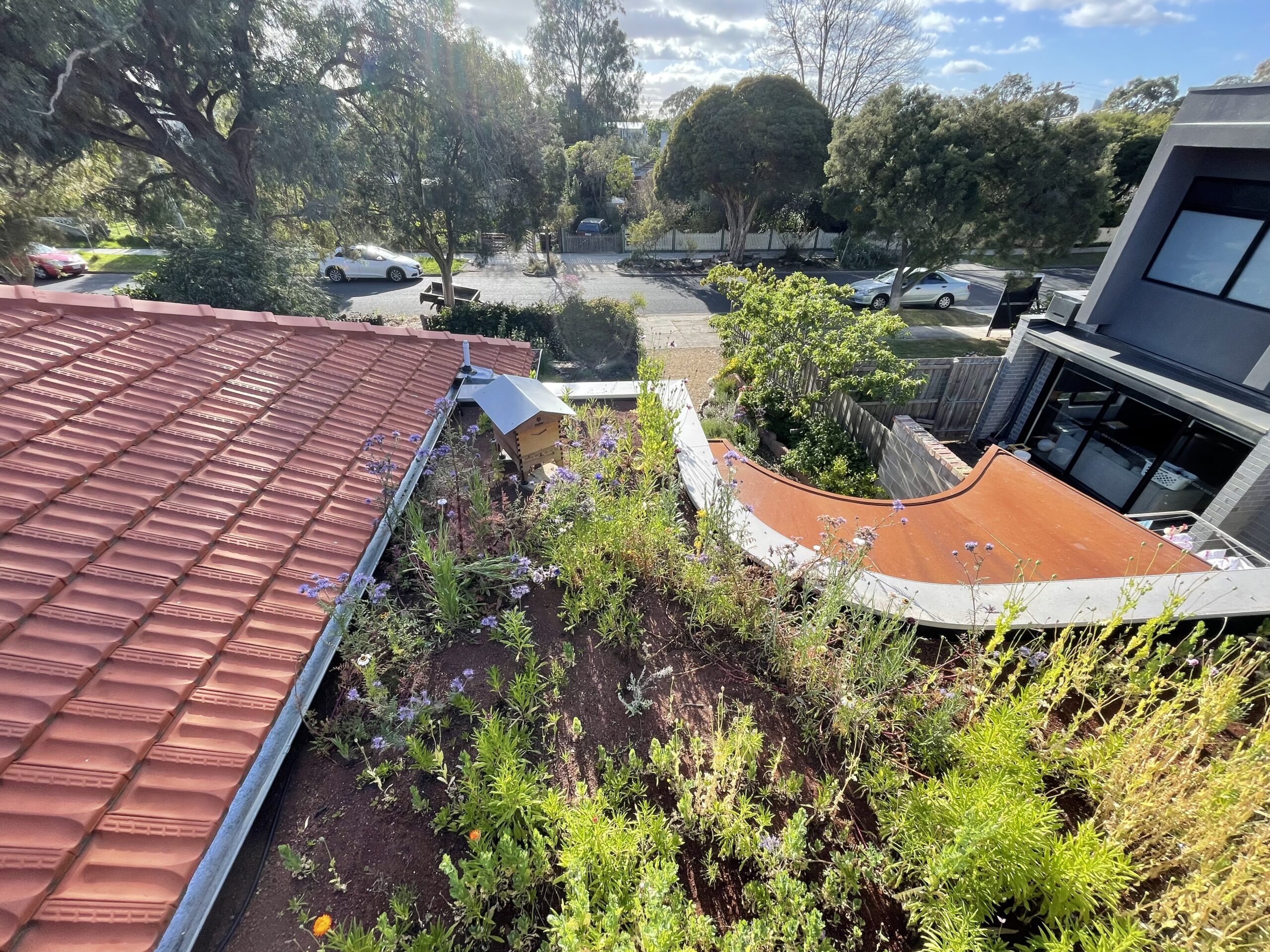 Rooftop beehimve sits amongst native flower meadow IMG_1972