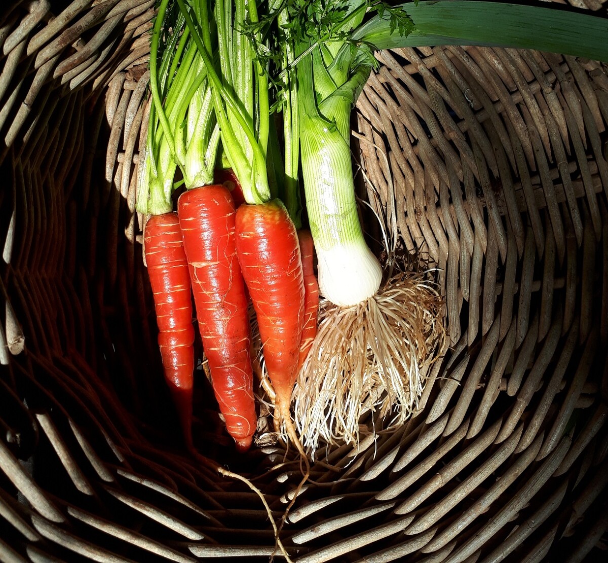 20200817_154711_carrot_leek_basket
