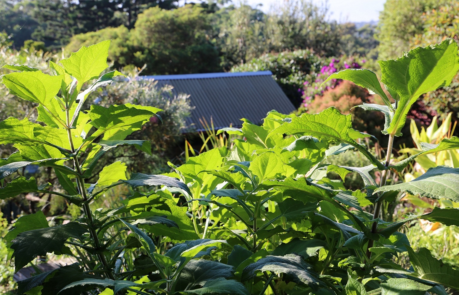 IMG_0368_view_from_top_yacon_small