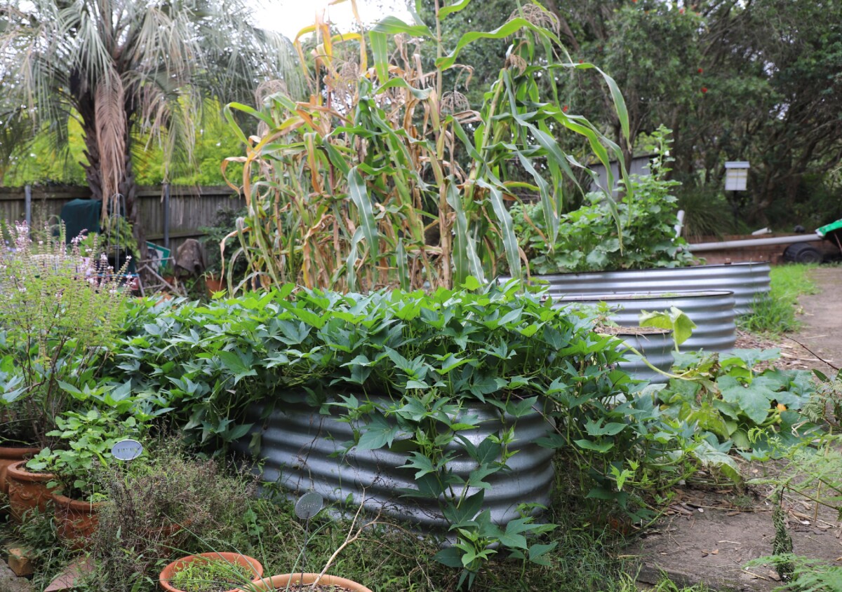 IMG_0545_back_door_beds_lower_garden