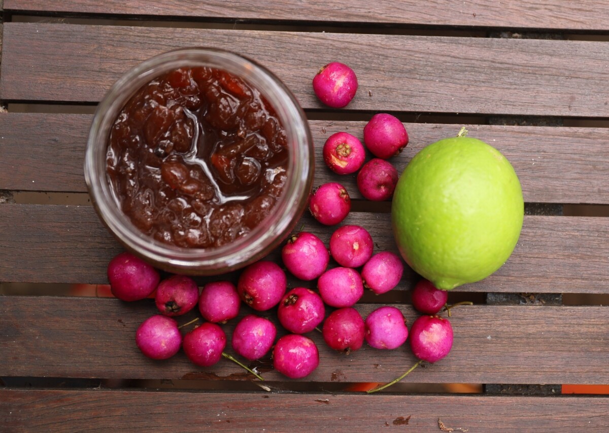 IMG_0633_lilly_pilly_jam