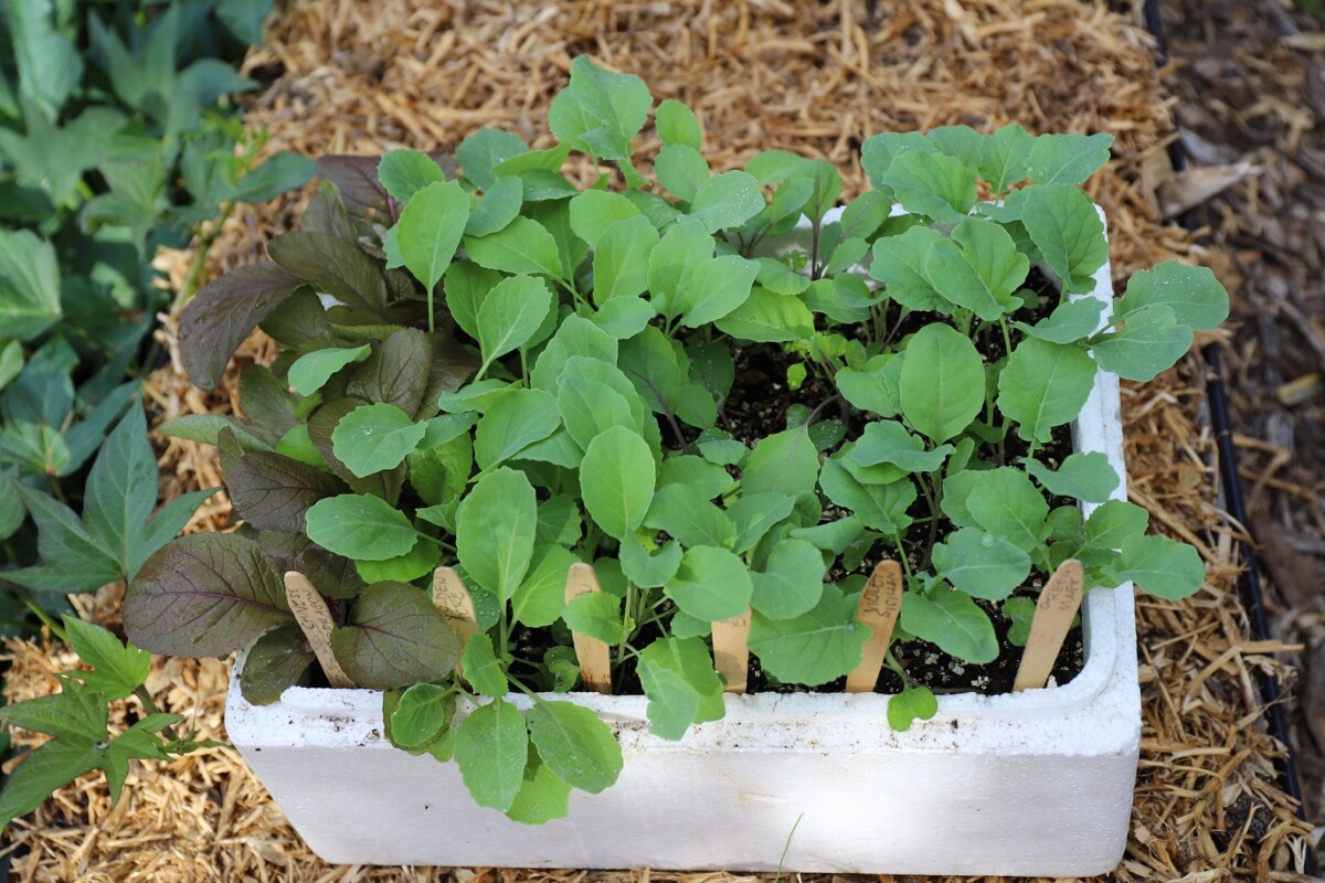 IMG_0749_brassica_cabbage_seedlings_small