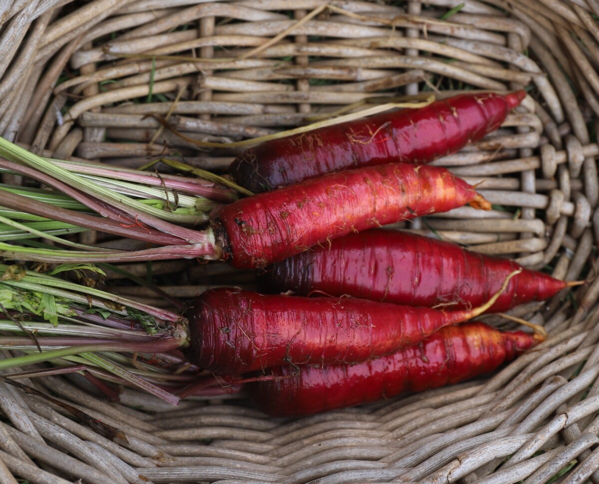 IMG_1565_red_carrots