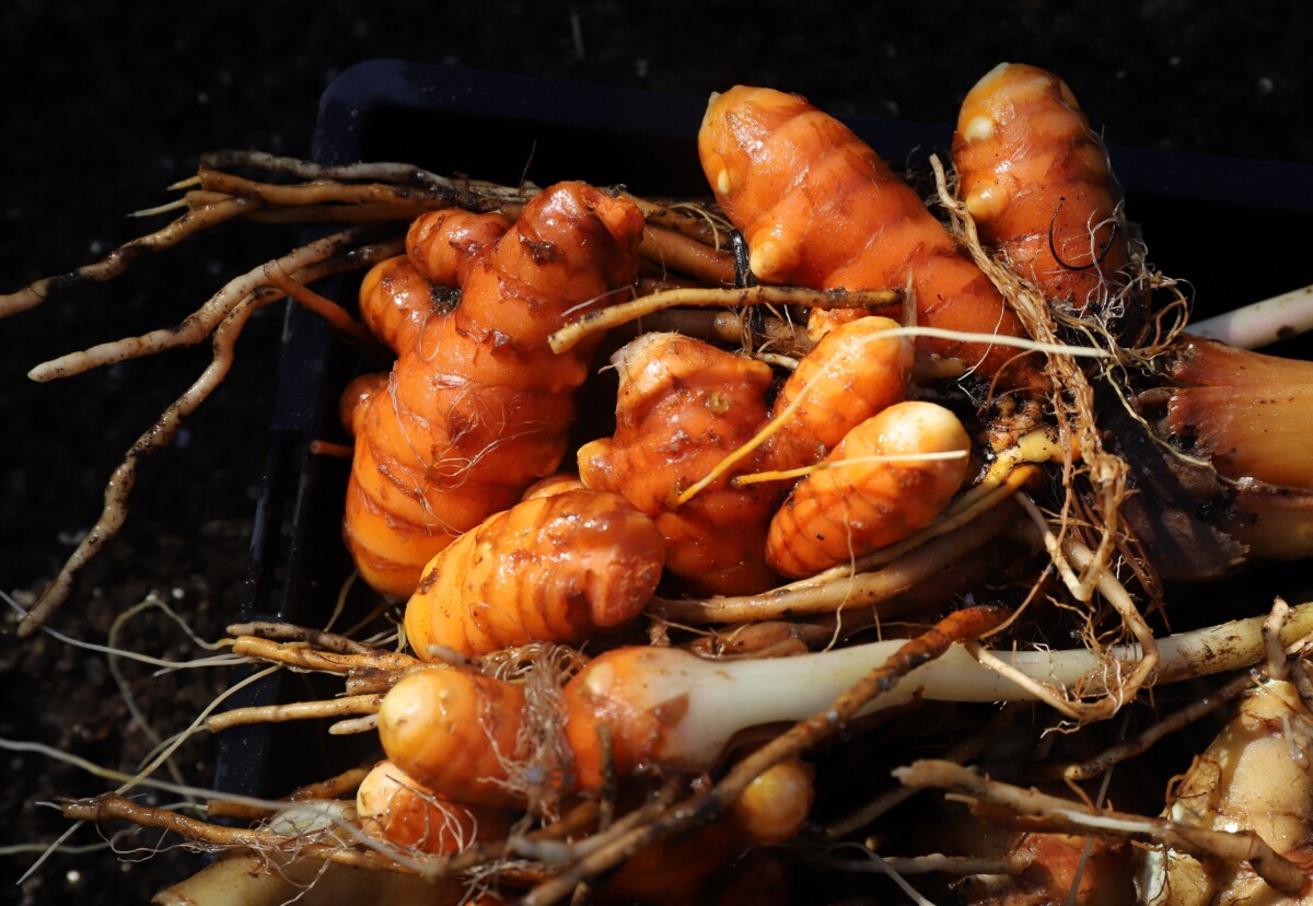 IMG_2031_orange_turmeric