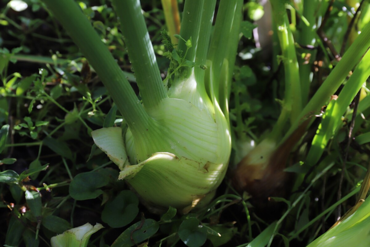 IMG_2202_Florence_fennel