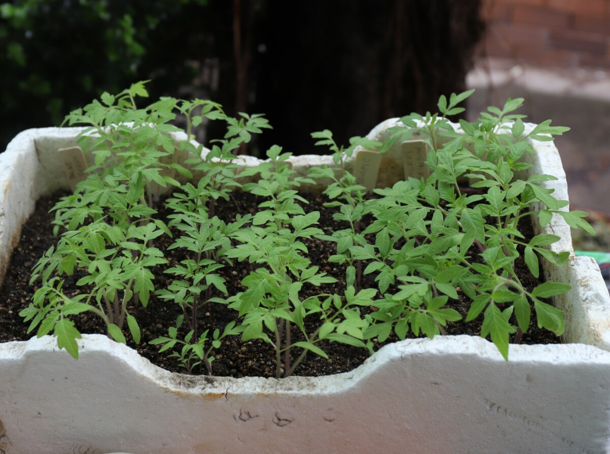 IMG_2350_tomato_seedlings