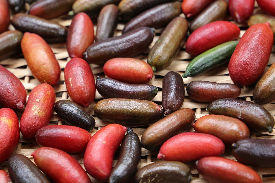 IMG_2977_finger_limes