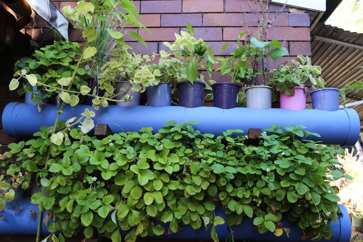 IMG_3252_polypipe_vertical_garden