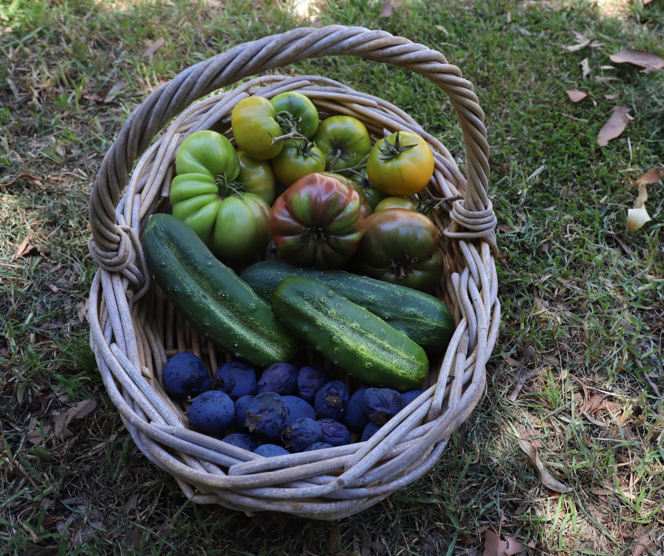 IMG_3264_basket_cucumbers_tomatoes_davidson_plums