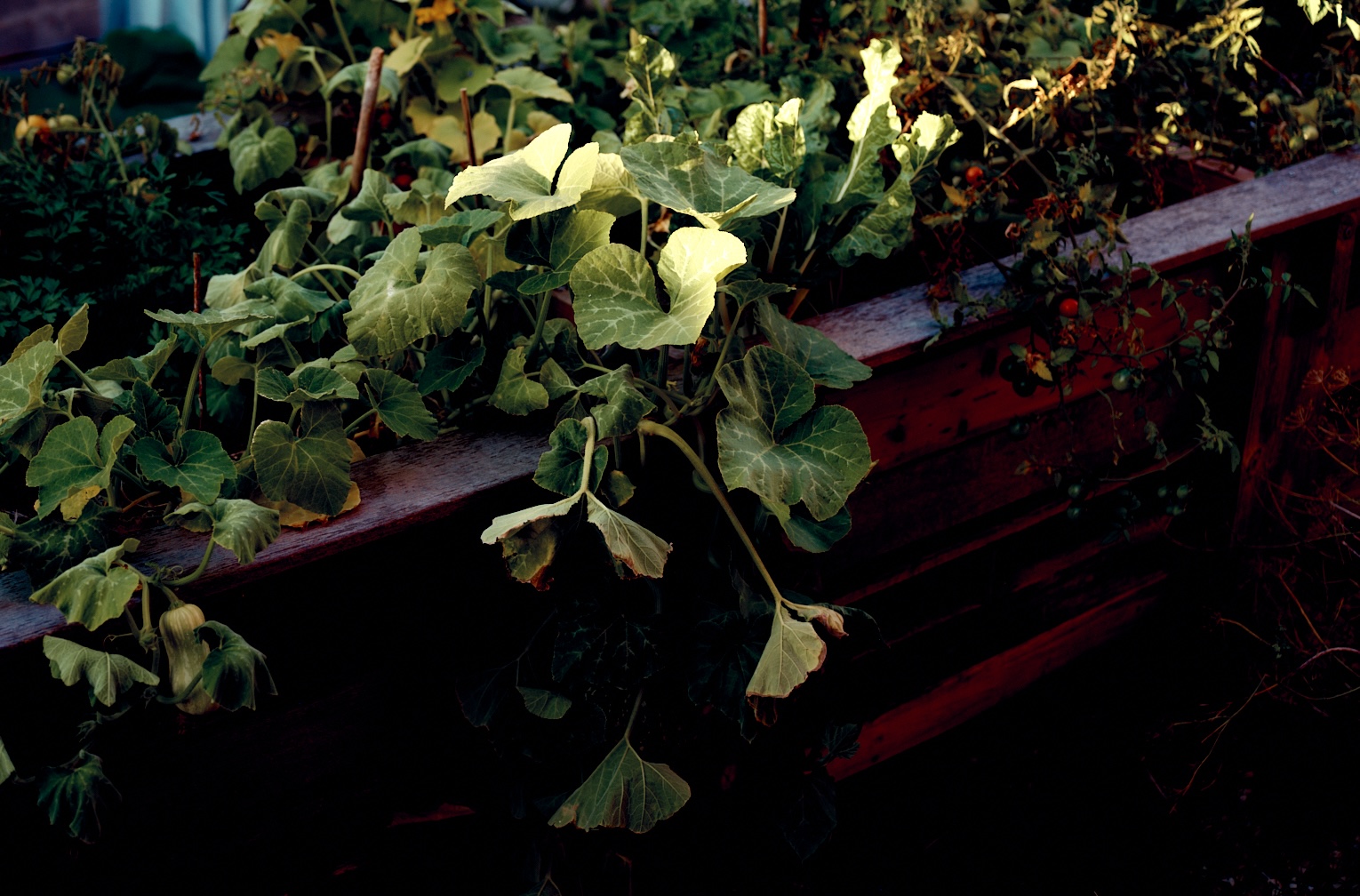 LoganArchitectureStudio_SchoolHouse_garden©LAS_©DylanMarriott