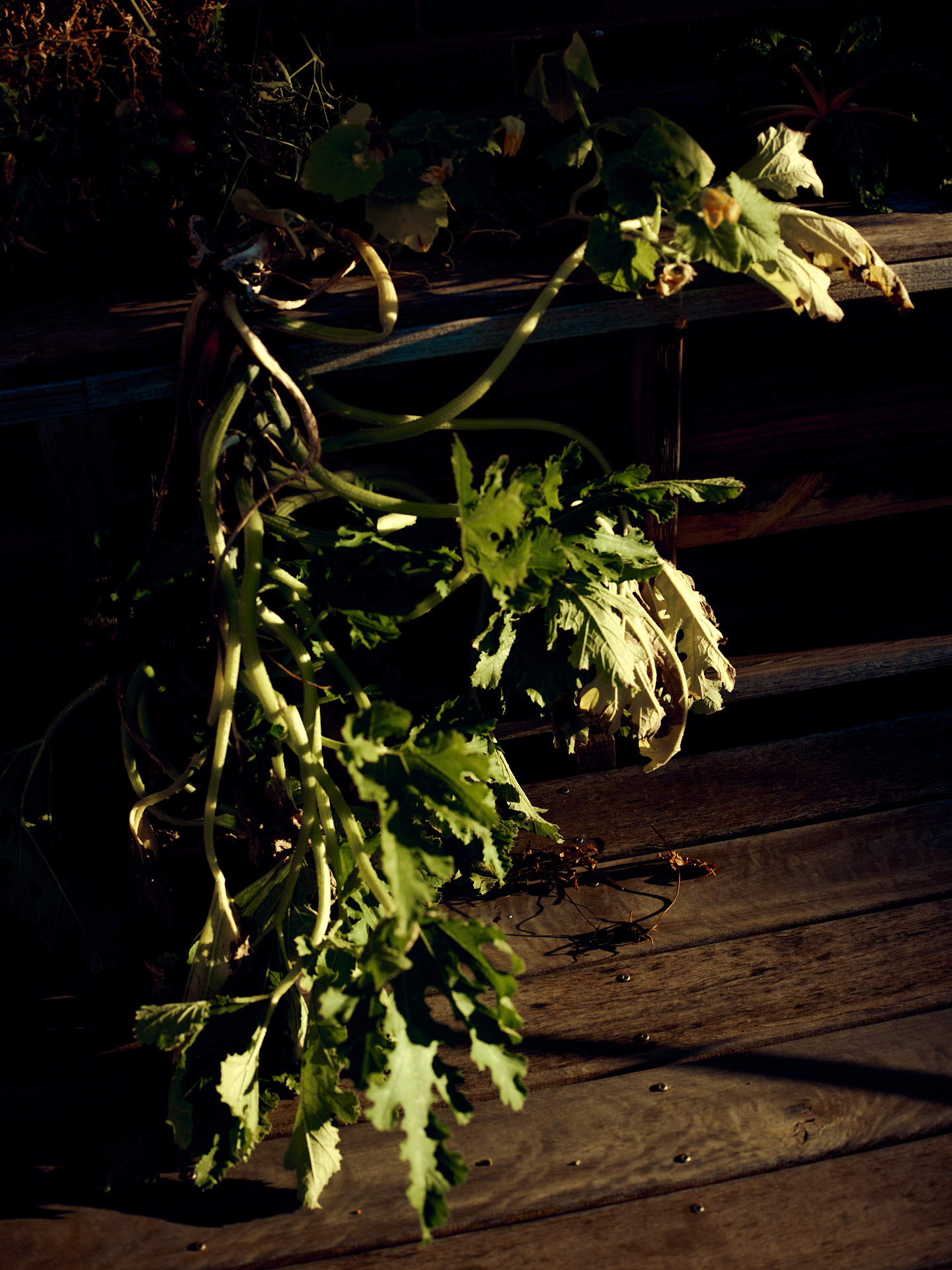 LoganArchitectureStudio_SchoolHouse_zucchini©LAS_©DylanMarriott
