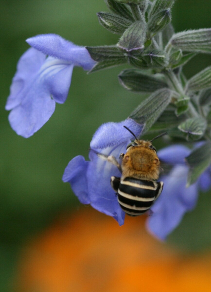 blue-banded-bee-azurea